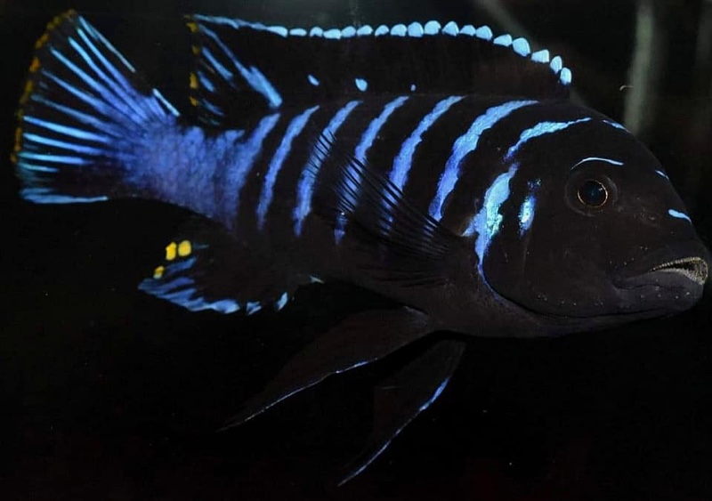 Maylandia sp. 'dolphin' Thumbi Point